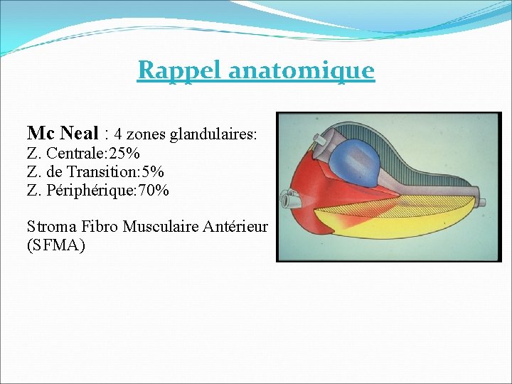 Rappel anatomique Mc Neal : 4 zones glandulaires: Z. Centrale: 25% Z. de Transition: Rappel anatomique Mc Neal : 4 zones glandulaires: Z. Centrale: 25% Z. de Transition: