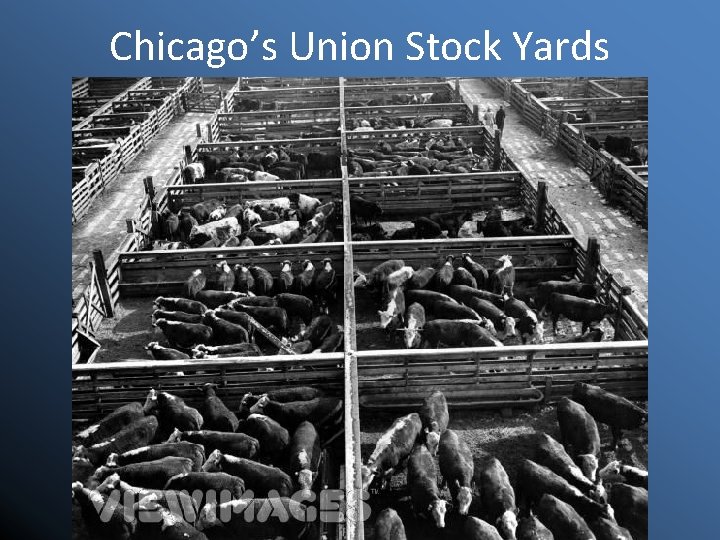 Chicago’s Union Stock Yards 