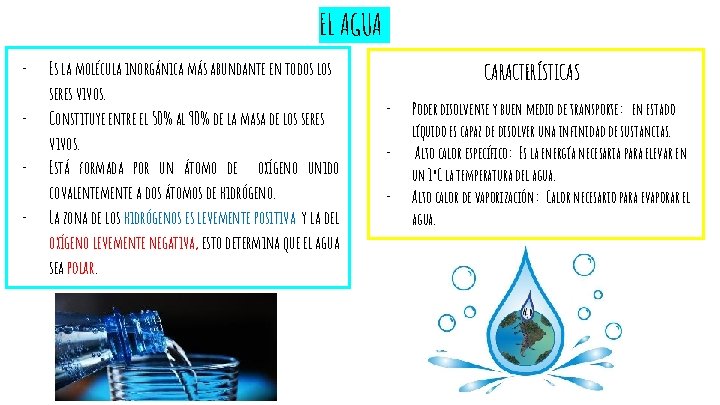 EL AGUA - Es la molécula inorgánica más abundante en todos los seres vivos.