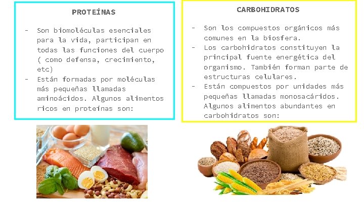 CARBOHIDRATOS PROTEÍNAS - - Son biomoléculas esenciales para la vida, participan en todas las