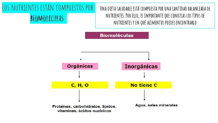 Los nutrientes están compuestos por biomoleculas Una dieta saludable está compuesta por una cantidad