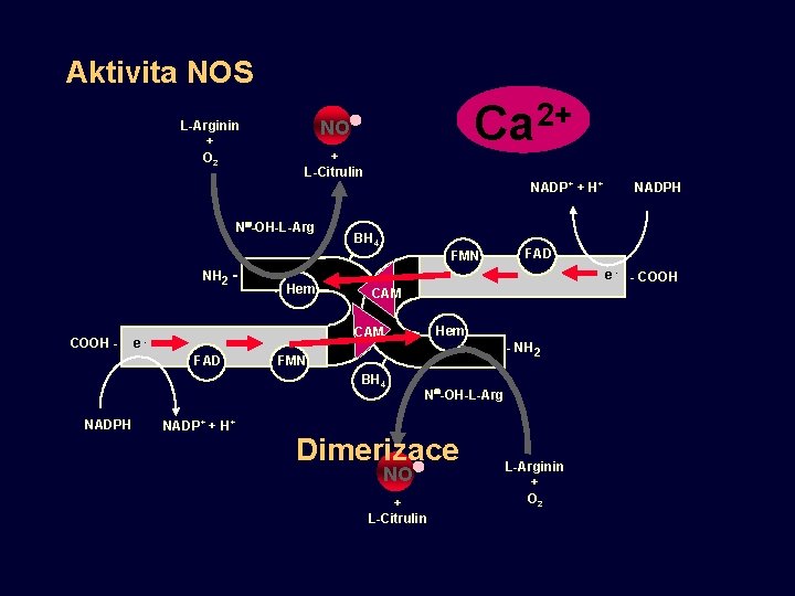 Aktivita NOS L-Arginin + O 2 Ca 2+ NO + L-Citrulin N -OH-L-Arg NADP+