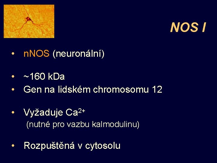 NOS I • n. NOS (neuronální) • ~160 k. Da • Gen na lidském