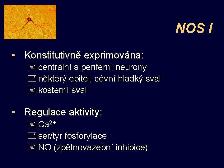 NOS I • Konstitutivně exprimována: + centrální a periferní neurony + některý epitel, cévní