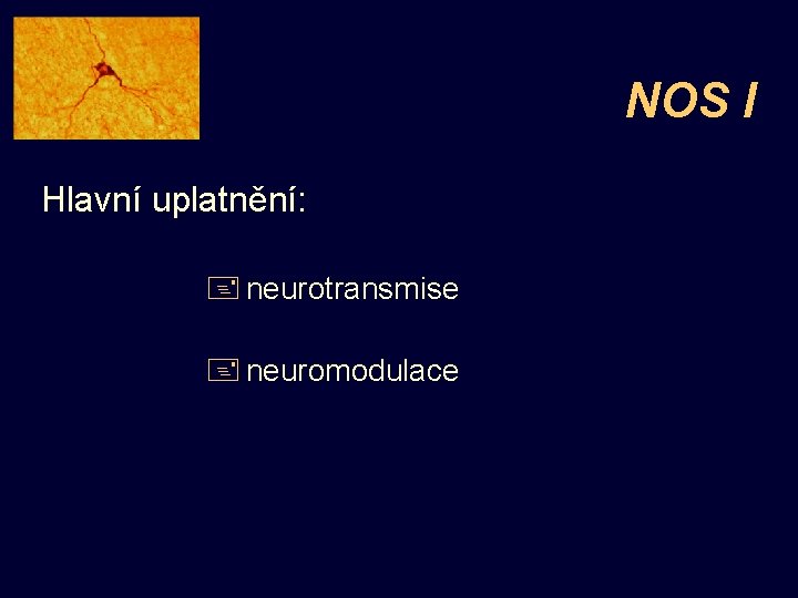 NOS I Hlavní uplatnění: + neurotransmise + neuromodulace 