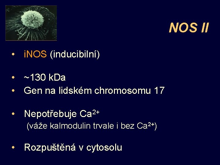 NOS II • i. NOS (inducibilní) • ~130 k. Da • Gen na lidském