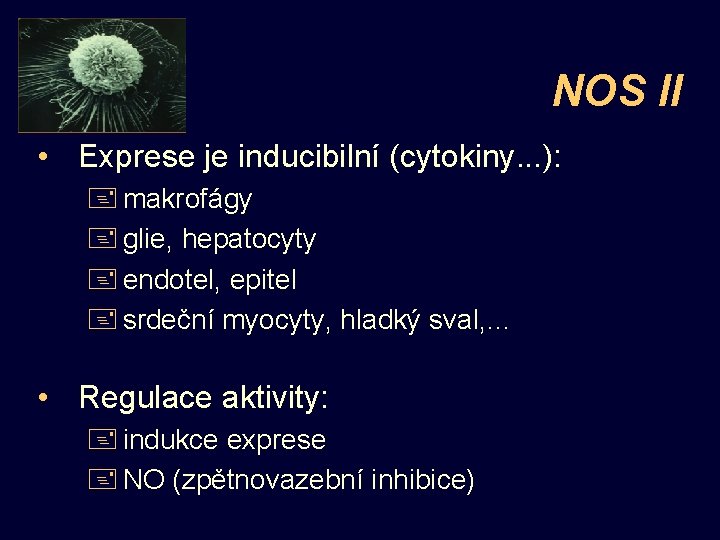 NOS II • Exprese je inducibilní (cytokiny. . . ): + makrofágy + glie,