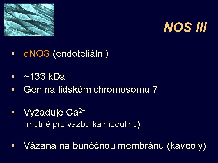 NOS III • e. NOS (endoteliální) • ~133 k. Da • Gen na lidském