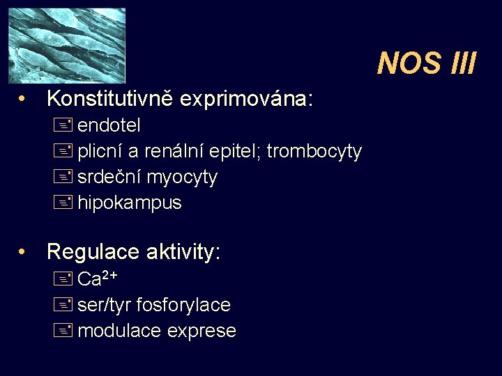 NOS III • Konstitutivně exprimována: + endotel + plicní a renální epitel; trombocyty +