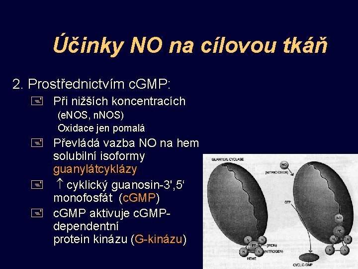 Účinky NO na cílovou tkáň 2. Prostřednictvím c. GMP: + Při nižších koncentracích (e.