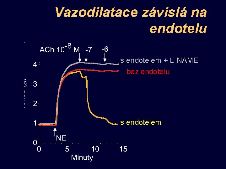Vazodilatace závislá na endotelu s endotelem + L-NAME bez endotelu s endotelem 
