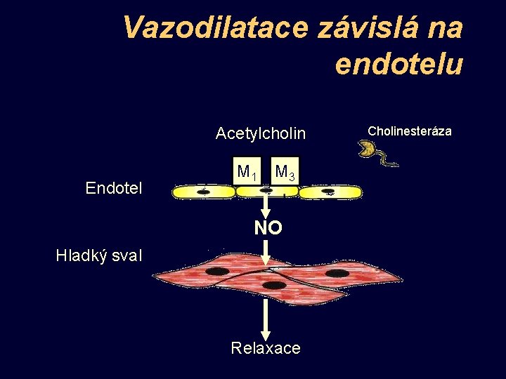 Vazodilatace závislá na endotelu Acetylcholin Endotel M 1 M 3 NO Hladký sval Relaxace