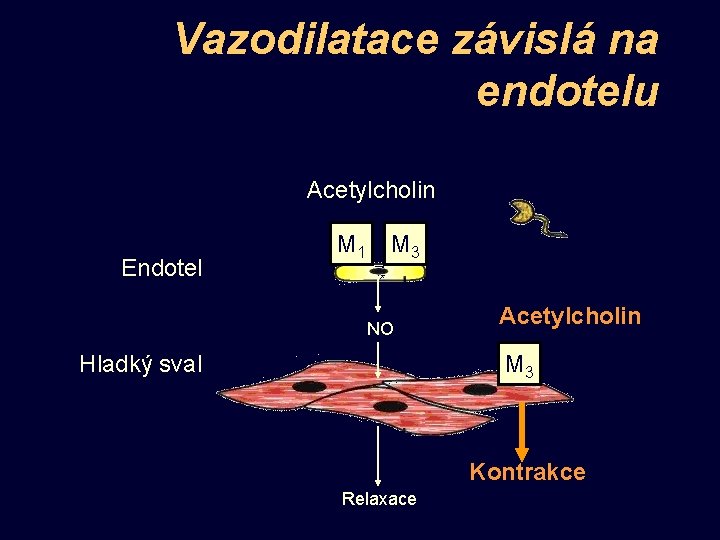Vazodilatace závislá na endotelu Acetylcholin Endotel M 1 M 3 NO Acetylcholin M 3