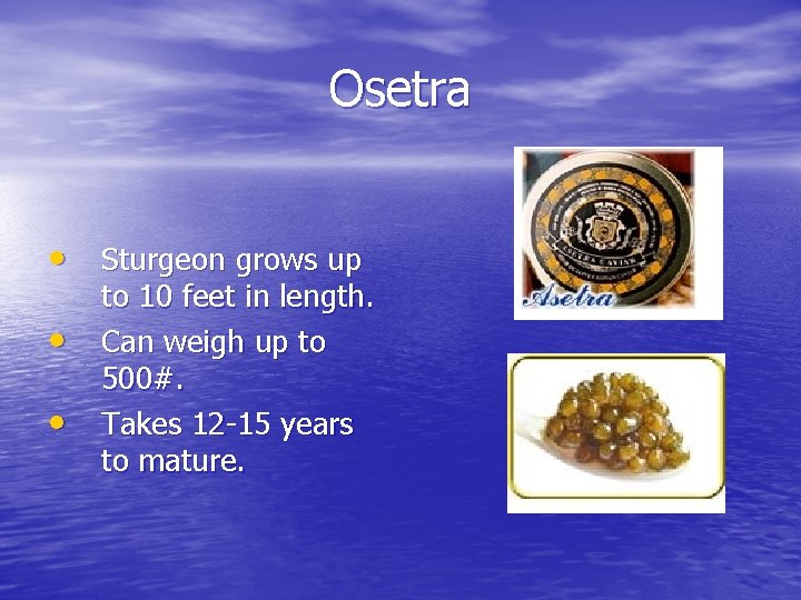 Osetra • Sturgeon grows up • • to 10 feet in length. Can weigh