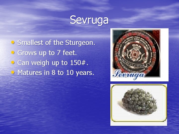 Sevruga • Smallest of the Sturgeon. • Grows up to 7 feet. • Can