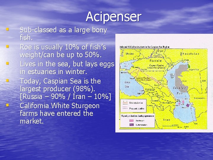 Acipenser § § § Sub-classed as a large bony fish. Roe is usually 10%