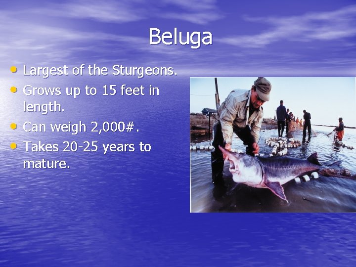 Beluga • Largest of the Sturgeons. • Grows up to 15 feet in •