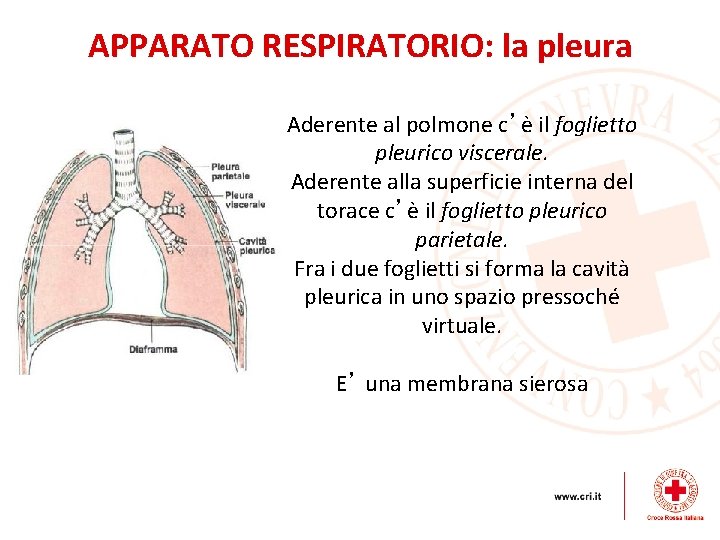 APPARATO RESPIRATORIO: la pleura Aderente al polmone c’è il foglietto pleurico viscerale. Aderente alla