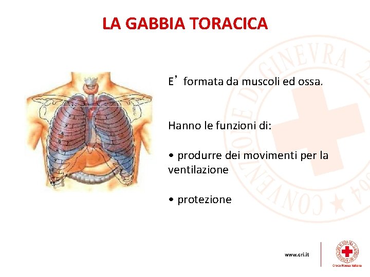 LA GABBIA TORACICA E’ formata da muscoli ed ossa. Hanno le funzioni di: •
