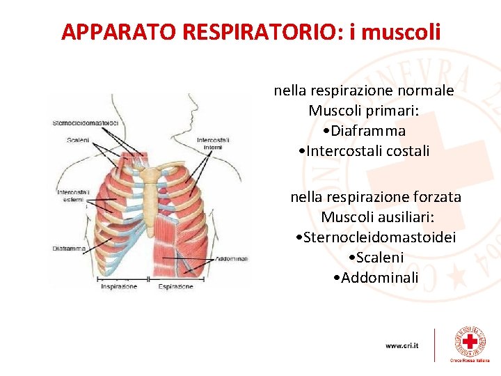 APPARATO RESPIRATORIO: i muscoli nella respirazione normale Muscoli primari: • Diaframma • Intercostali nella