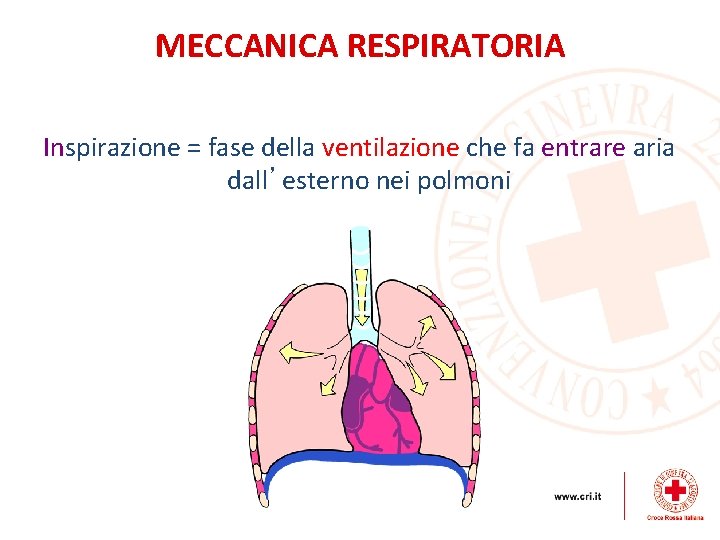 MECCANICA RESPIRATORIA Inspirazione = fase della ventilazione che fa entrare aria dall’esterno nei polmoni