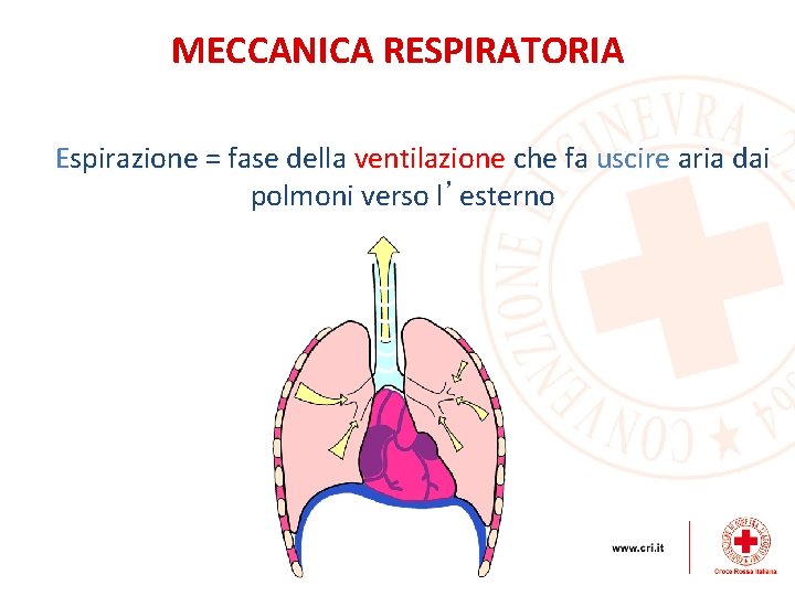 MECCANICA RESPIRATORIA Espirazione = fase della ventilazione che fa uscire aria dai polmoni verso