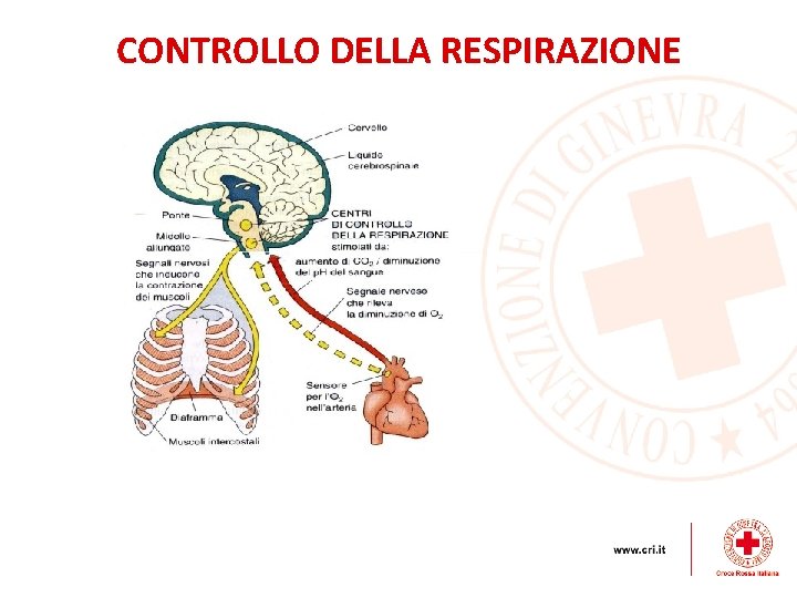CONTROLLO DELLA RESPIRAZIONE 