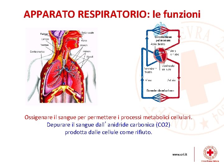 APPARATO RESPIRATORIO: le funzioni Ossigenare il sangue permettere i processi metabolici cellulari. Depurare il