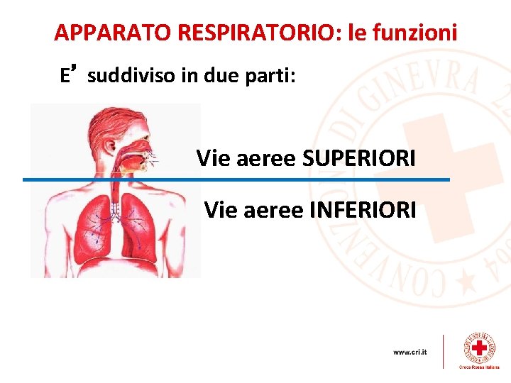APPARATO RESPIRATORIO: le funzioni E’ suddiviso in due parti: Vie aeree SUPERIORI Vie aeree