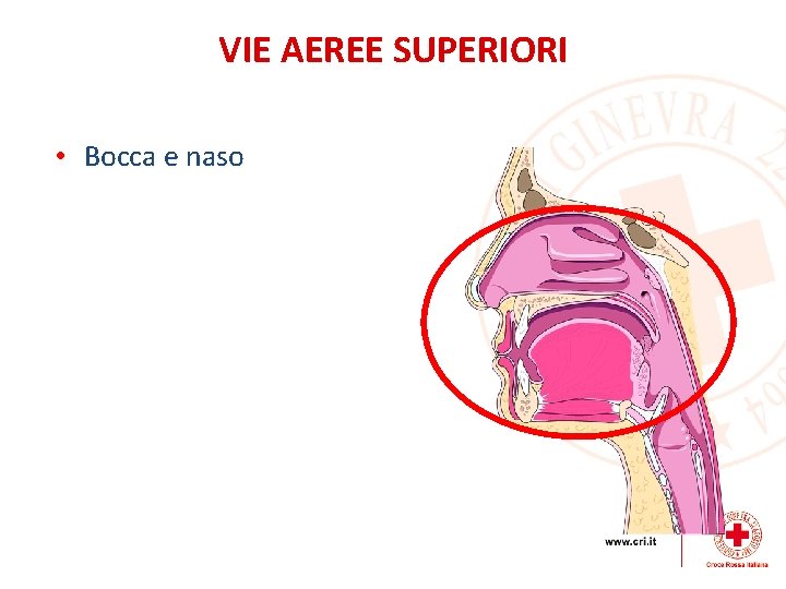 VIE AEREE SUPERIORI • Bocca e naso 