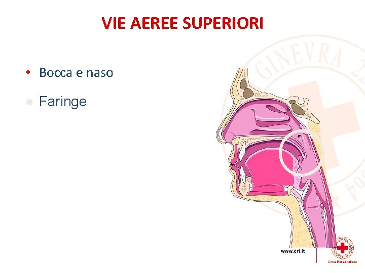 VIE AEREE SUPERIORI • Bocca e naso l Faringe 