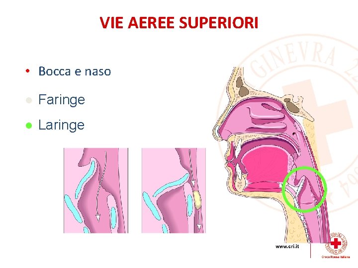 VIE AEREE SUPERIORI • Bocca e naso l Faringe l Laringe 