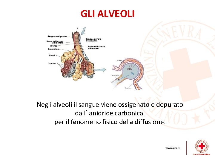GLI ALVEOLI Negli alveoli il sangue viene ossigenato e depurato dall’anidride carbonica. per il