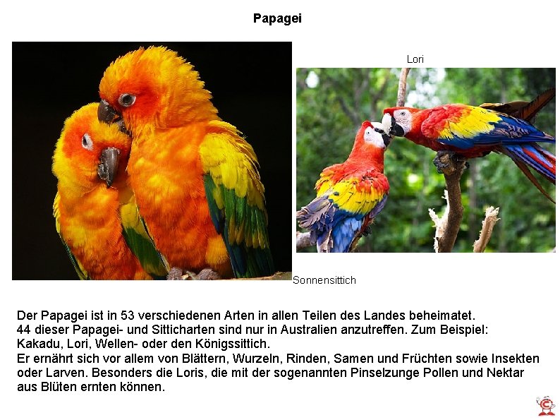 Papagei Lori Sonnensittich Der Papagei ist in 53 verschiedenen Arten in allen Teilen des