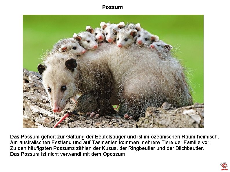Possum Das Possum gehört zur Gattung der Beutelsäuger und ist im ozeanischen Raum heimisch.