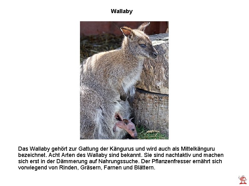 Wallaby Das Wallaby gehört zur Gattung der Kängurus und wird auch als Mittelkänguru bezeichnet.