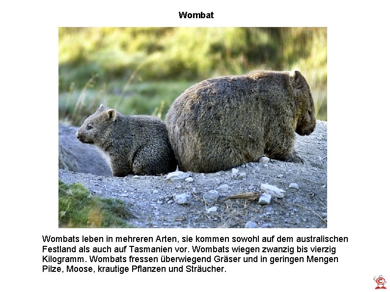Wombats leben in mehreren Arten, sie kommen sowohl auf dem australischen Festland als auch