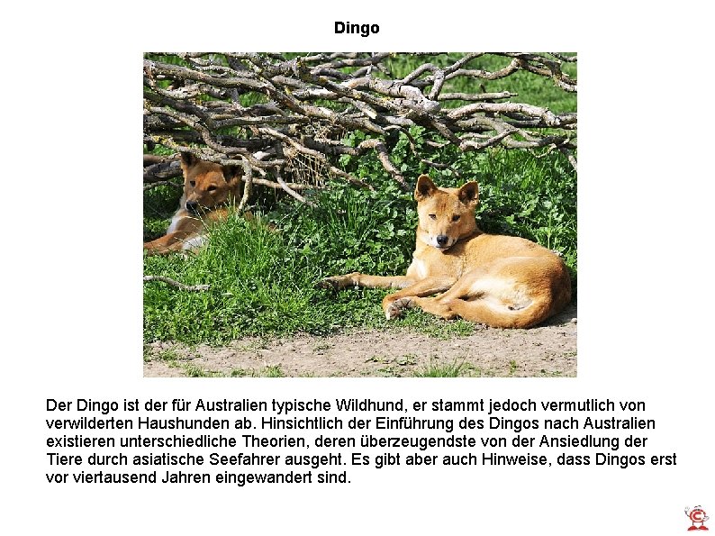 Dingo Der Dingo ist der für Australien typische Wildhund, er stammt jedoch vermutlich von