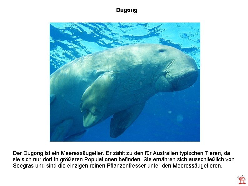 Dugong Der Dugong ist ein Meeressäugetier. Er zählt zu den für Australien typischen Tieren,