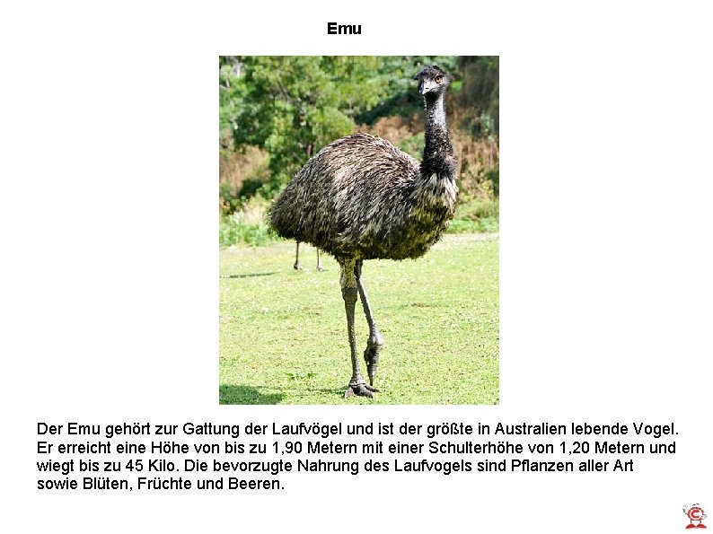 Emu Der Emu gehört zur Gattung der Laufvögel und ist der größte in Australien