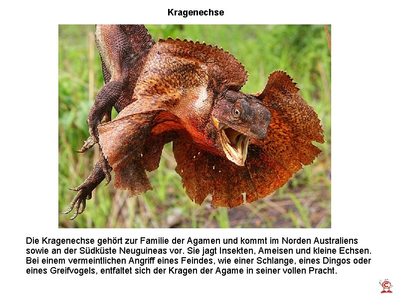 Kragenechse Die Kragenechse gehört zur Familie der Agamen und kommt im Norden Australiens sowie