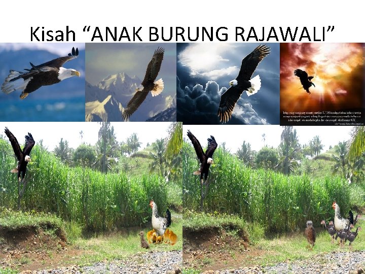 Kisah “ANAK BURUNG RAJAWALI” 