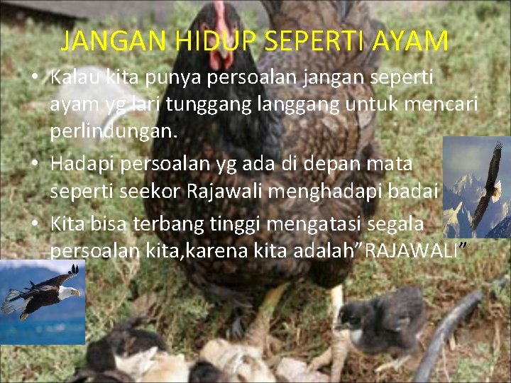 JANGAN HIDUP SEPERTI AYAM • Kalau kita punya persoalan jangan seperti ayam yg lari