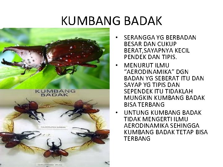 KUMBANG BADAK • SERANGGA YG BERBADAN BESAR DAN CUKUP BERAT, SAYAPNYA KECIL PENDEK DAN