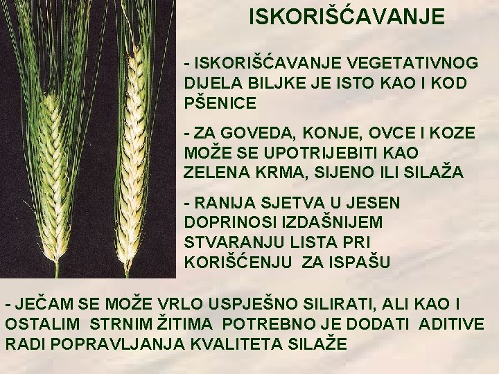 ISKORIŠĆAVANJE - ISKORIŠĆAVANJE VEGETATIVNOG DIJELA BILJKE JE ISTO KAO I KOD PŠENICE - ZA