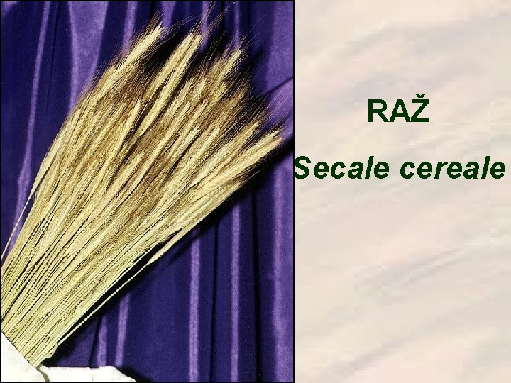 RAŽ Secale cereale 