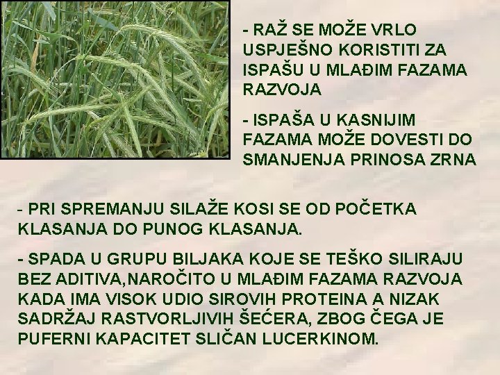 - RAŽ SE MOŽE VRLO USPJEŠNO KORISTITI ZA ISPAŠU U MLAĐIM FAZAMA RAZVOJA -