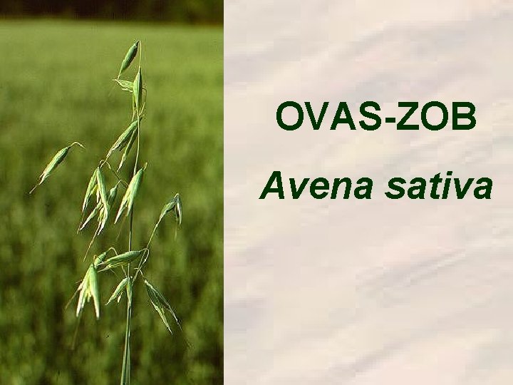 OVAS-ZOB Avena sativa 