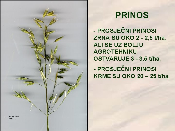 PRINOS - PROSJEČNI PRINOSI ZRNA SU OKO 2 - 2, 5 t/ha, ALI SE