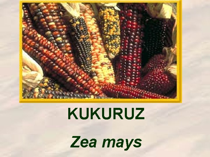 KUKURUZ Zea mays 